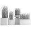 3D equisetum hyemale horsetail grass plant model