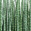3D equisetum hyemale horsetail grass plant model