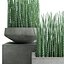 3D equisetum hyemale horsetail grass plant model