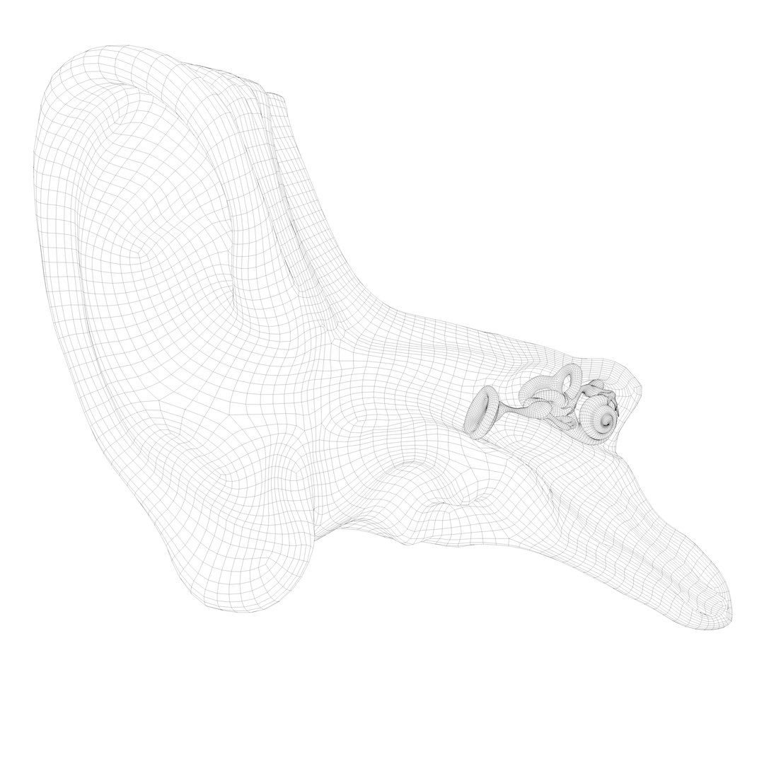 Cross section ear anatomy model TurboSquid 2055028