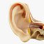 Coupe transversale de l'anatomie de l'oreille