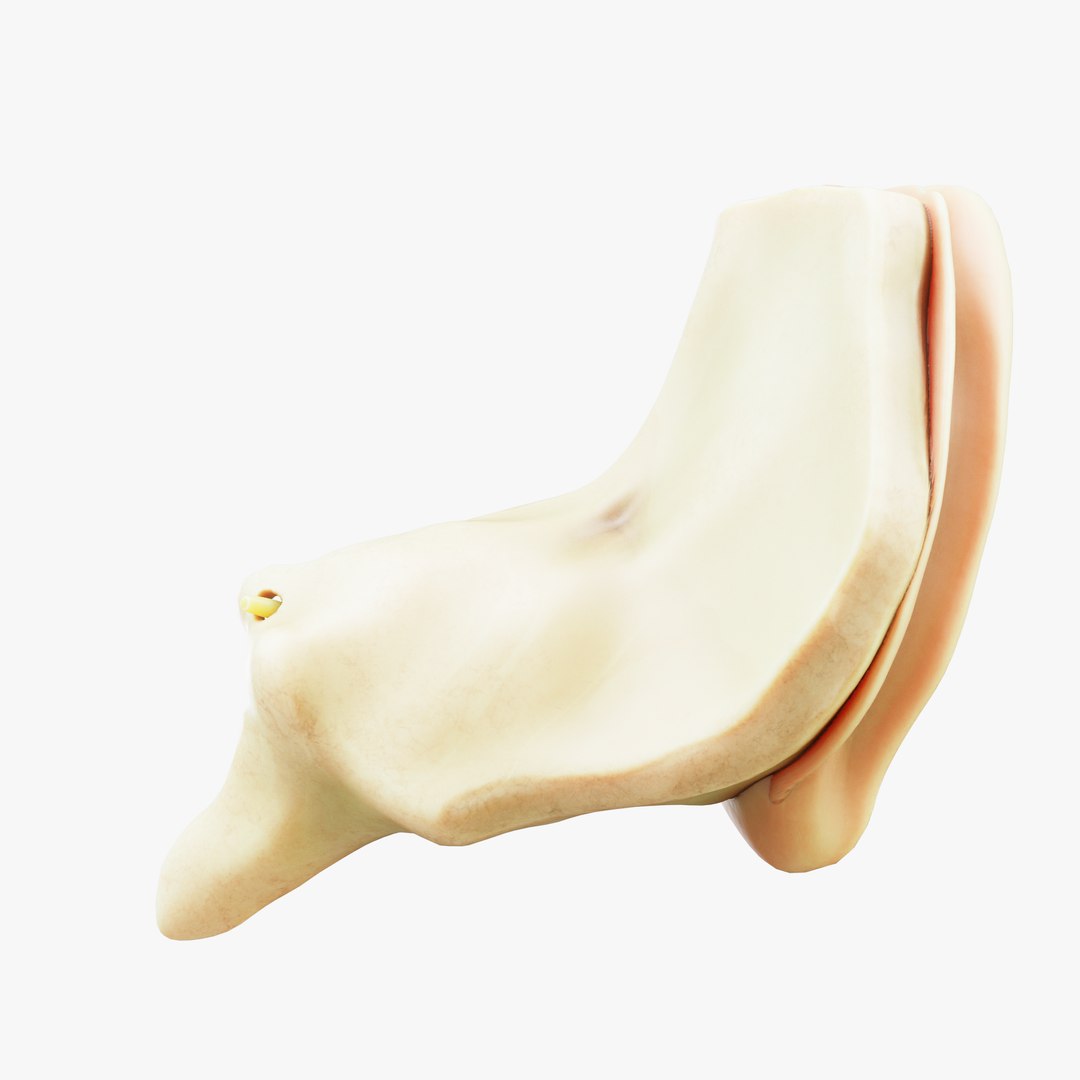 Cross section ear anatomy model https://p.turbosquid.com/ts-thumb/hx/AW1j6q/mi/6/png/1681224961/1920x1080/fit_q87/14d089023edae415415d5dbe291ab4f59ea6ab4f/6.jpg