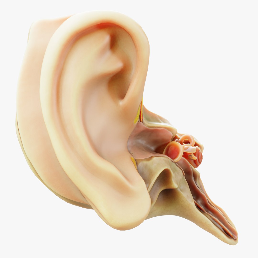 Cross section ear anatomy model https://p.turbosquid.com/ts-thumb/hx/AW1j6q/xX/3/png/1681224958/1920x1080/fit_q87/3d96b4a4cc2e2e375a1a092c75fd903c9cd5f2d2/3.jpg