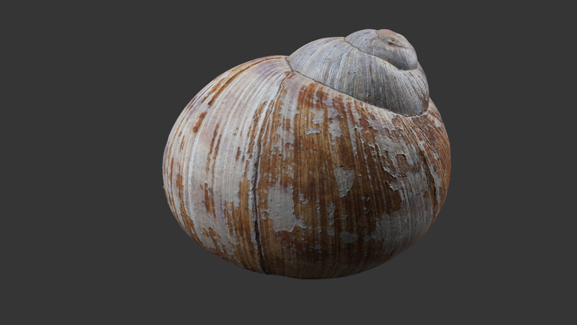 Snail Shell 3D model https://p.turbosquid.com/ts-thumb/hx/CJV8Qb/IH/snail_shell_white_252/jpg/1685098460/1920x1080/fit_q87/141307e78541f6cf15b8d8ade43bf2b5c7e7fc0f/snail_shell_white_252.jpg