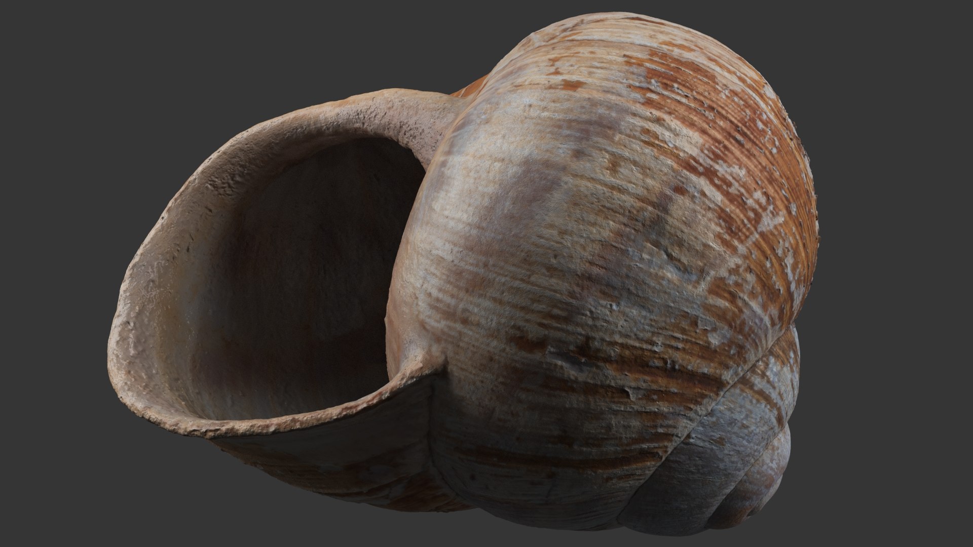Snail Shell 3D model https://p.turbosquid.com/ts-thumb/hx/CJV8Qb/JC/snail_shell_12.0000/jpg/1685098465/1920x1080/fit_q87/83c222d2117f05d86ef45c526f45730ad541d3ae/snail_shell_12.0000.jpg