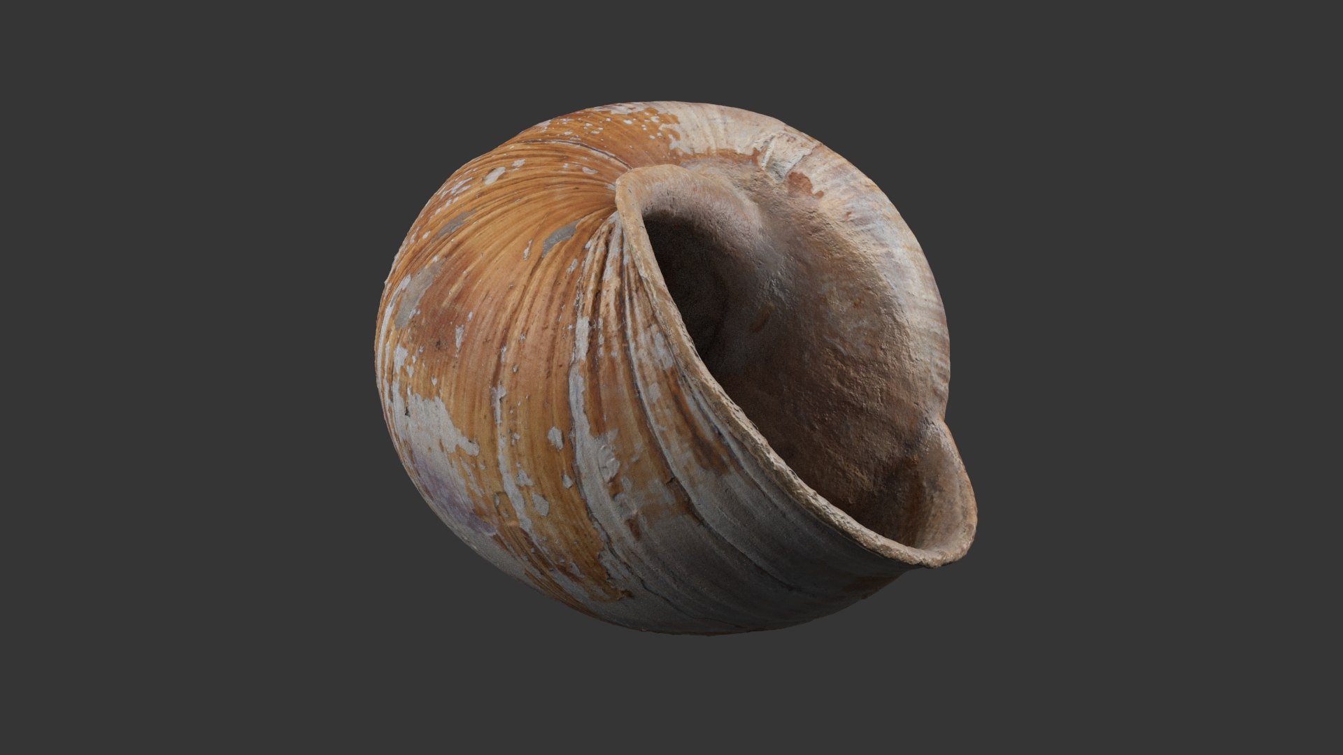 Snail Shell 3D model https://p.turbosquid.com/ts-thumb/hx/CJV8Qb/Kb/snail_shell_white_324/jpg/1685098462/1920x1080/fit_q87/8cf28c80c46fe7534e802c3163b5c3ead27f2f1d/snail_shell_white_324.jpg