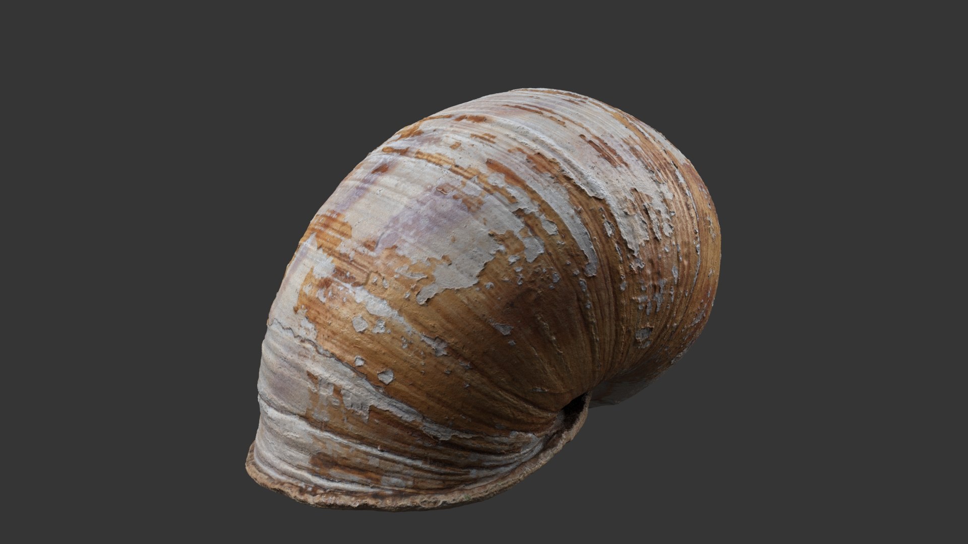 Snail Shell 3D model https://p.turbosquid.com/ts-thumb/hx/CJV8Qb/Nb/snail_shell_white_1_0048/jpg/1685098459/1920x1080/fit_q87/50d718cc9426a8387eceb97204c8764c66a67d8c/snail_shell_white_1_0048.jpg