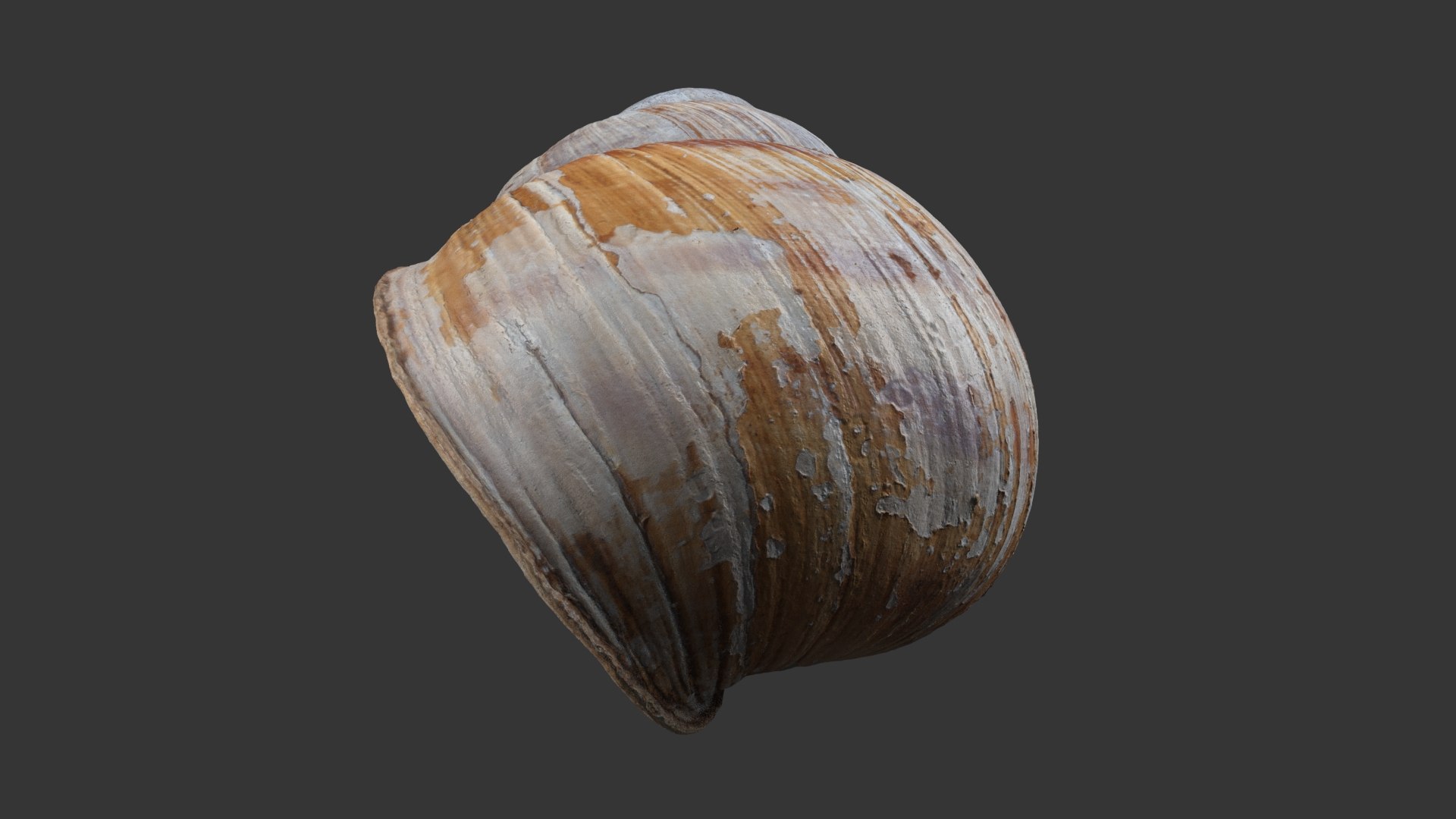 Snail Shell 3D model https://p.turbosquid.com/ts-thumb/hx/CJV8Qb/m2/snail_shell_white_204/jpg/1685098459/1920x1080/fit_q87/47823e2ac5a7587321832cab9332fe78fb0c9824/snail_shell_white_204.jpg