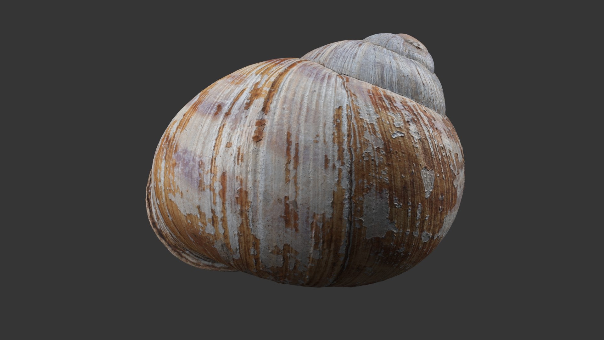 Snail Shell 3D model https://p.turbosquid.com/ts-thumb/hx/CJV8Qb/qk/snail_shell_white_258/jpg/1685098461/1920x1080/fit_q87/7fdad487eba805d322258ee4308e1a2a3683ae9f/snail_shell_white_258.jpg