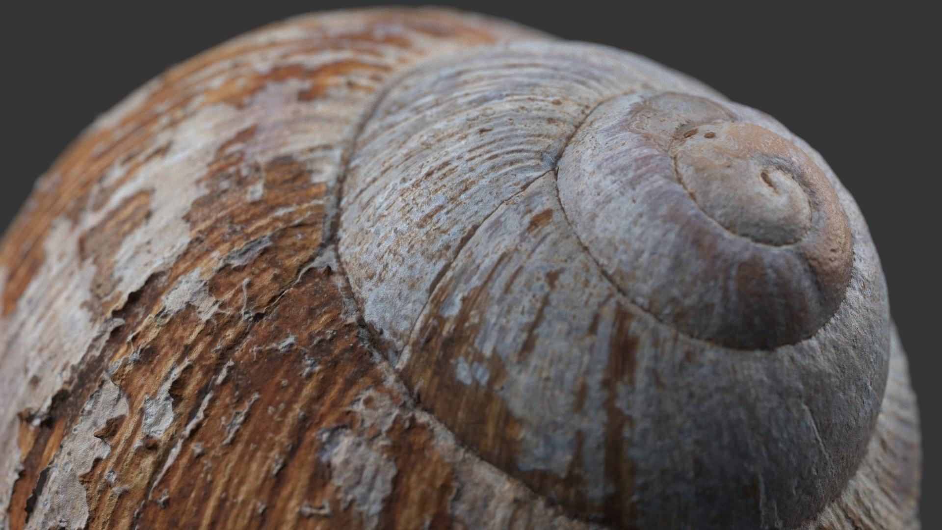 Snail Shell 3D model https://p.turbosquid.com/ts-thumb/hx/CJV8Qb/zg/snail_shell_9.0000/jpg/1685098463/1920x1080/fit_q87/047ff4da392cdd990d675afeabab67f1275764e2/snail_shell_9.0000.jpg