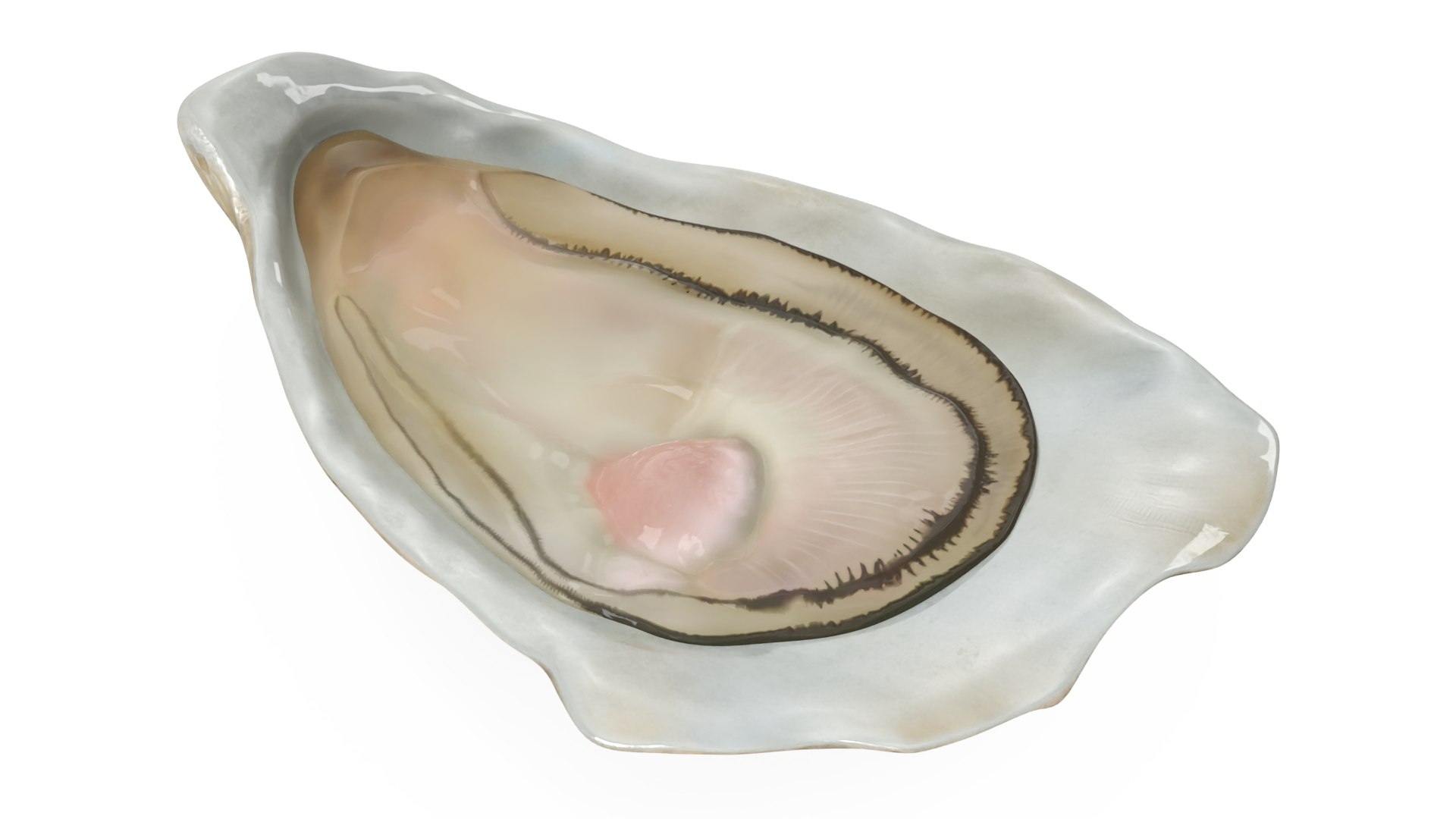 Opened Oyster 3D model preview