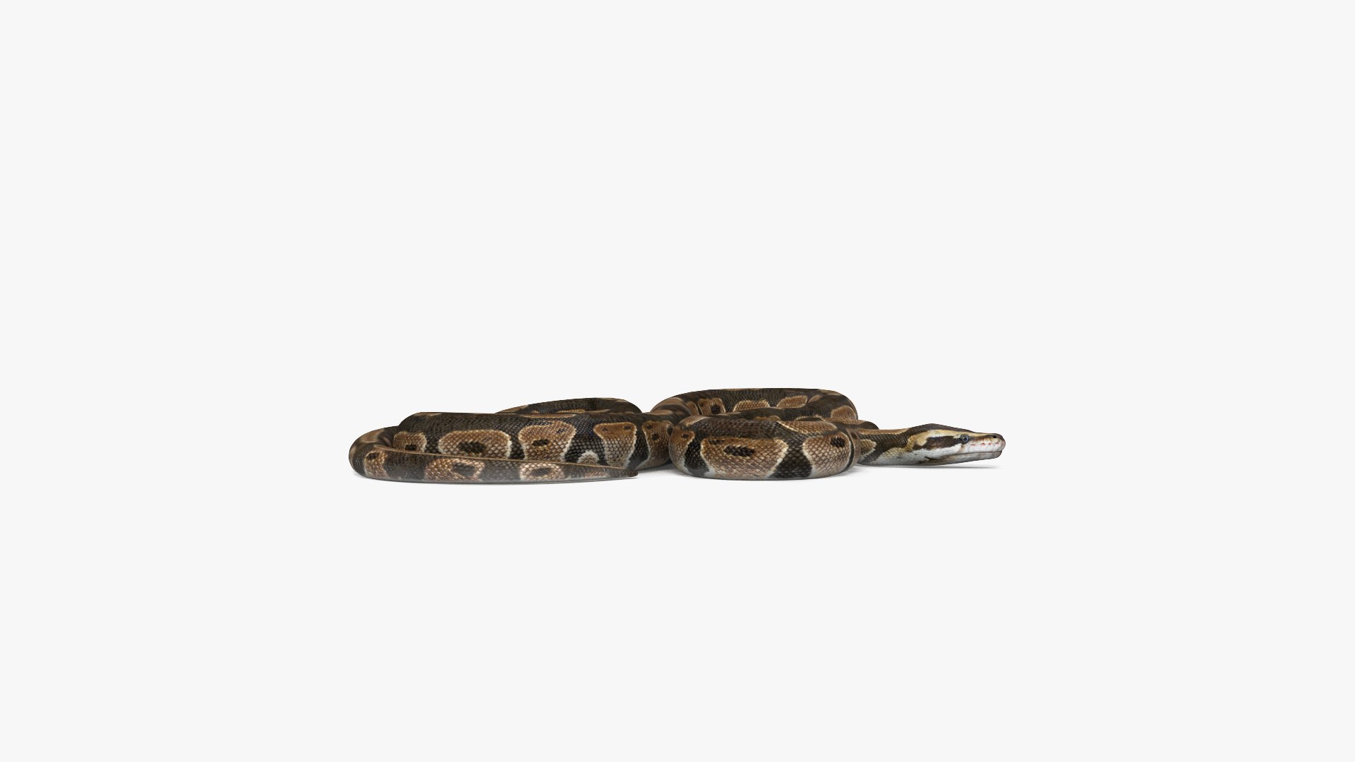 Common Python 3D - TurboSquid 2175780