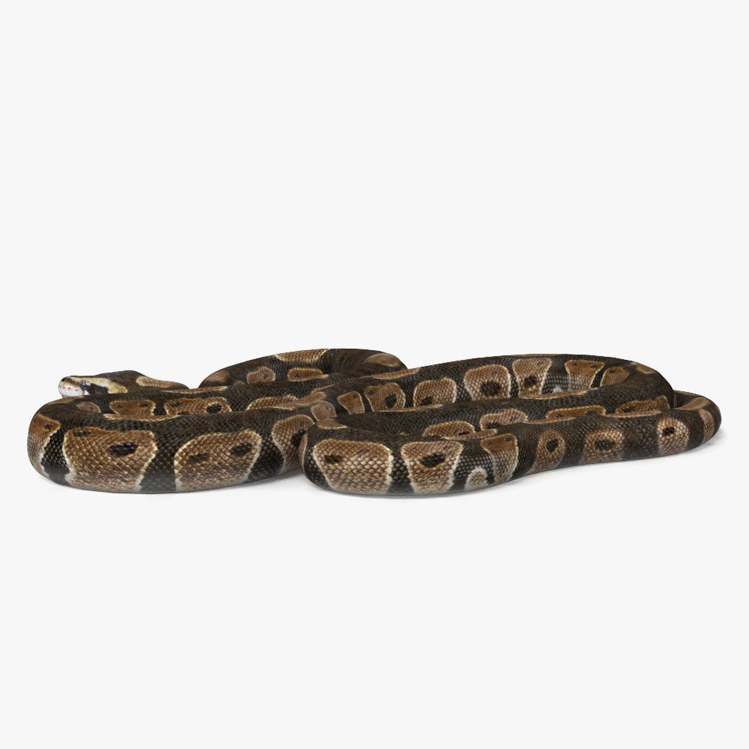Common Python 3D - TurboSquid 2175780