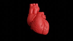 3D model heart