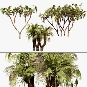 Hyphaene coriacea 3D Asset Collection