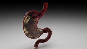 3D Gastric Acid In Stomach model
