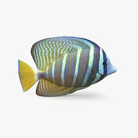 Sailfin Tang