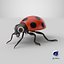 Cartoon Ladybug model