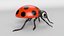 Cartoon Ladybug model