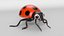 Cartoon Ladybug model