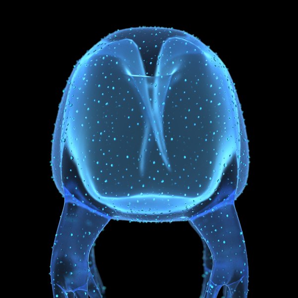 3D box jellyfish cubozoa - model - TurboSquid 1451178