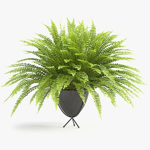 3D model sword fern