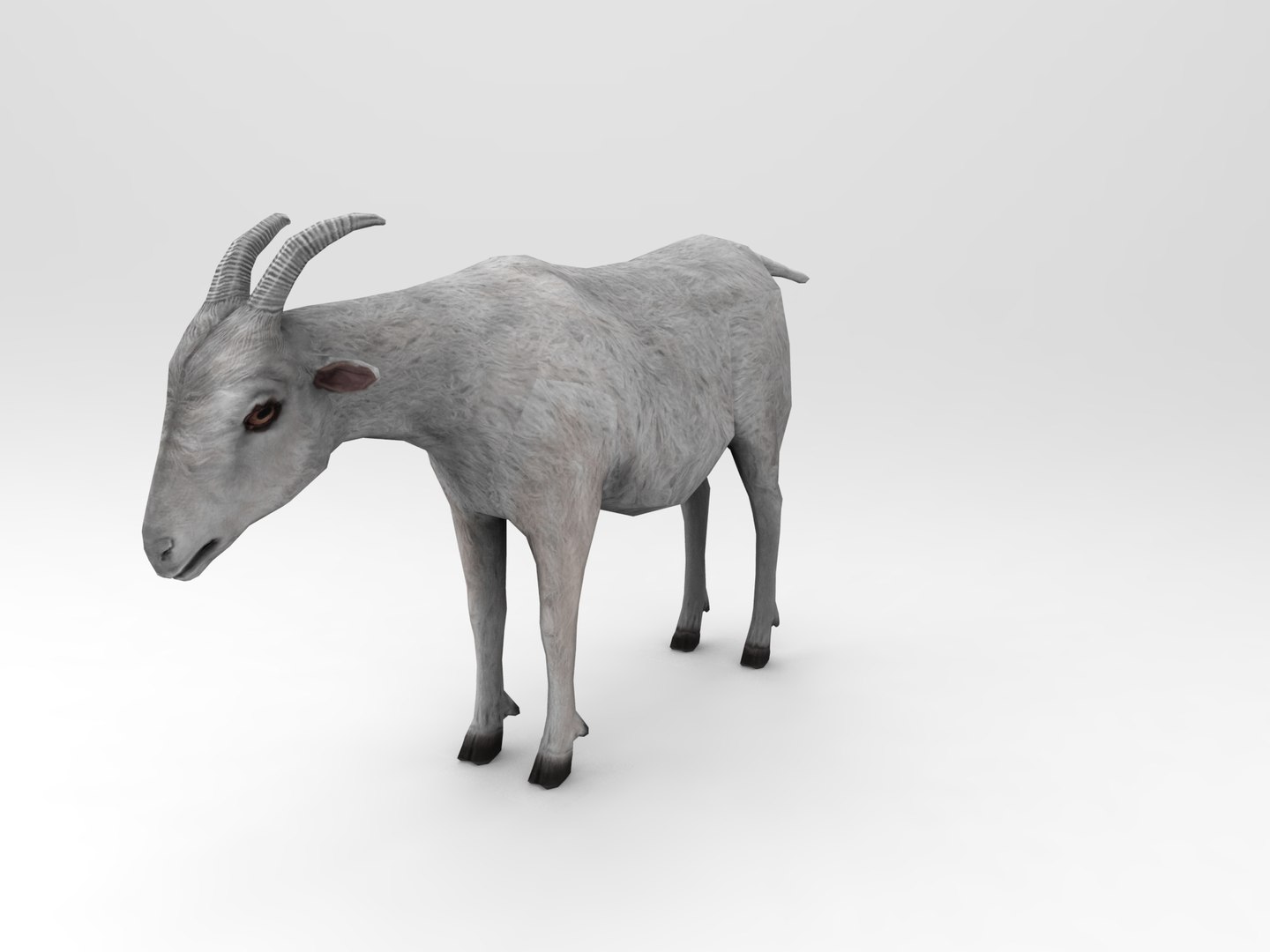 3d goat model https://p.turbosquid.com/ts-thumb/hx/zUHRAw/KClyT3qX/goat.431/jpg/1450257765/1920x1080/fit_q87/ed237204fda02a6f238c452d7537ed4a746483ec/goat.431.jpg
