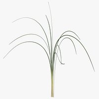 Xerophyllum Tenax
