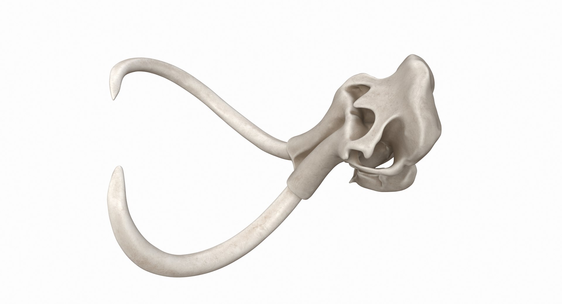 3D mammoth skull model https://p.turbosquid.com/ts-thumb/hy/7WiaXA/06CYxMvR/749_color0011/jpg/1599953283/1920x1080/fit_q87/59b6d074e9d50d02ced8e6dbbc87a4722c8c9ae7/749_color0011.jpg