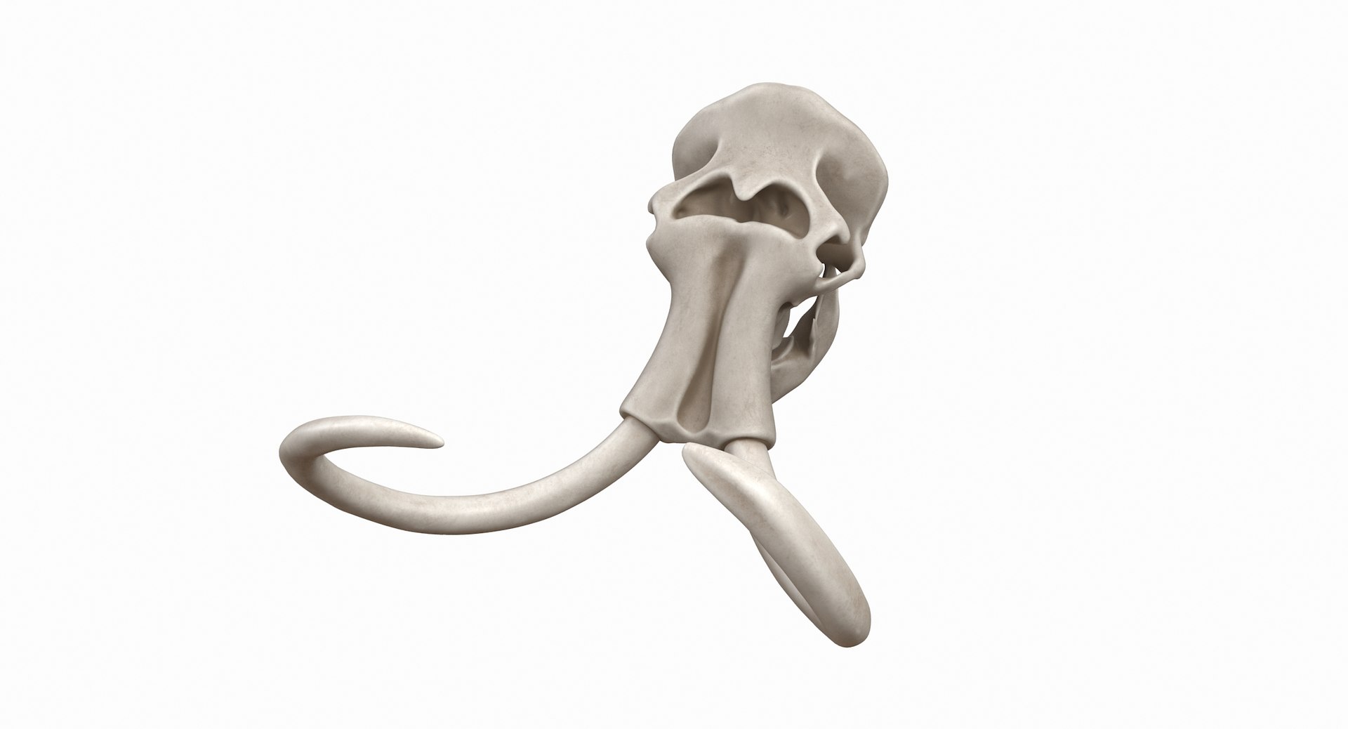 3D mammoth skull model https://p.turbosquid.com/ts-thumb/hy/7WiaXA/KMUp8Hm9/749_color0002/jpg/1599953281/1920x1080/fit_q87/1369901ba100331cb8a10ed86730764f3d8e151a/749_color0002.jpg