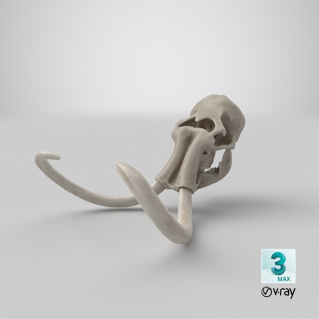 3D mammoth skull model https://p.turbosquid.com/ts-thumb/hy/7WiaXA/LD7U157p/stemcell_max_vray_render/png/1600208322/1920x1080/fit_q87/0b9cddfb2ab086e5182730e5dbeed6b6324e3f33/stemcell_max_vray_render.jpg