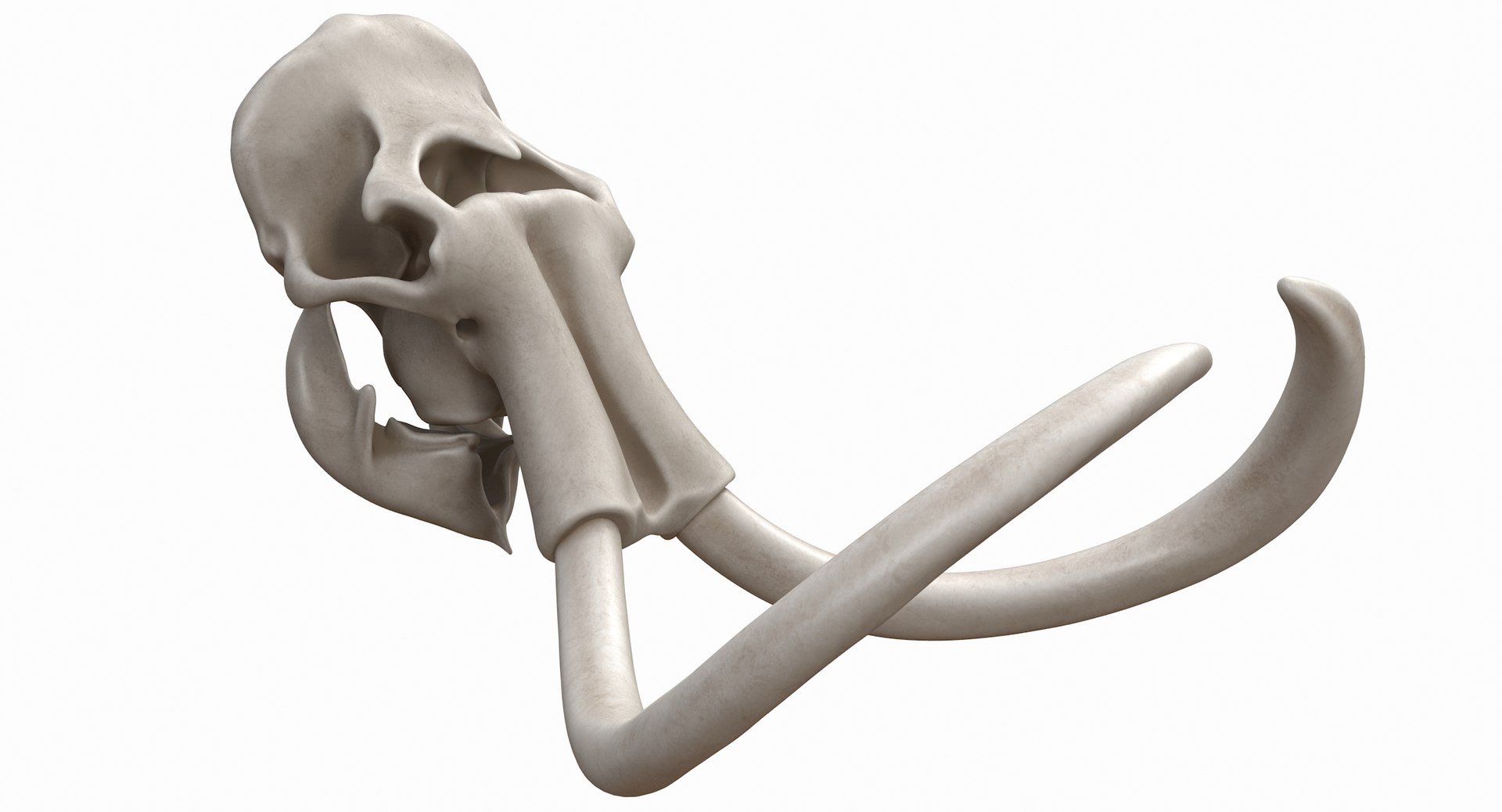 3D mammoth skull model https://p.turbosquid.com/ts-thumb/hy/7WiaXA/LS3TMdxg/749_color0000/jpg/1599953281/1920x1080/fit_q87/5b2aeaeb55dfc445aacc0840b0d1bd00d8436da3/749_color0000.jpg