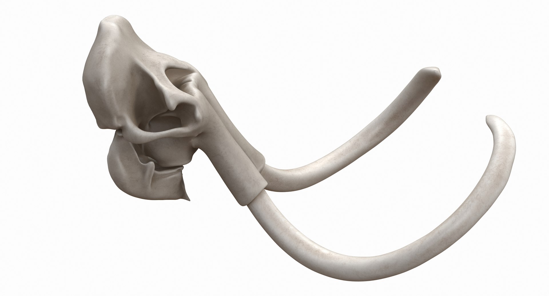 3D mammoth skull model https://p.turbosquid.com/ts-thumb/hy/7WiaXA/MbDo93Mv/749_color0007/jpg/1599953282/1920x1080/fit_q87/4b35f2733948dfbda37e297c4202cc335f6e646e/749_color0007.jpg