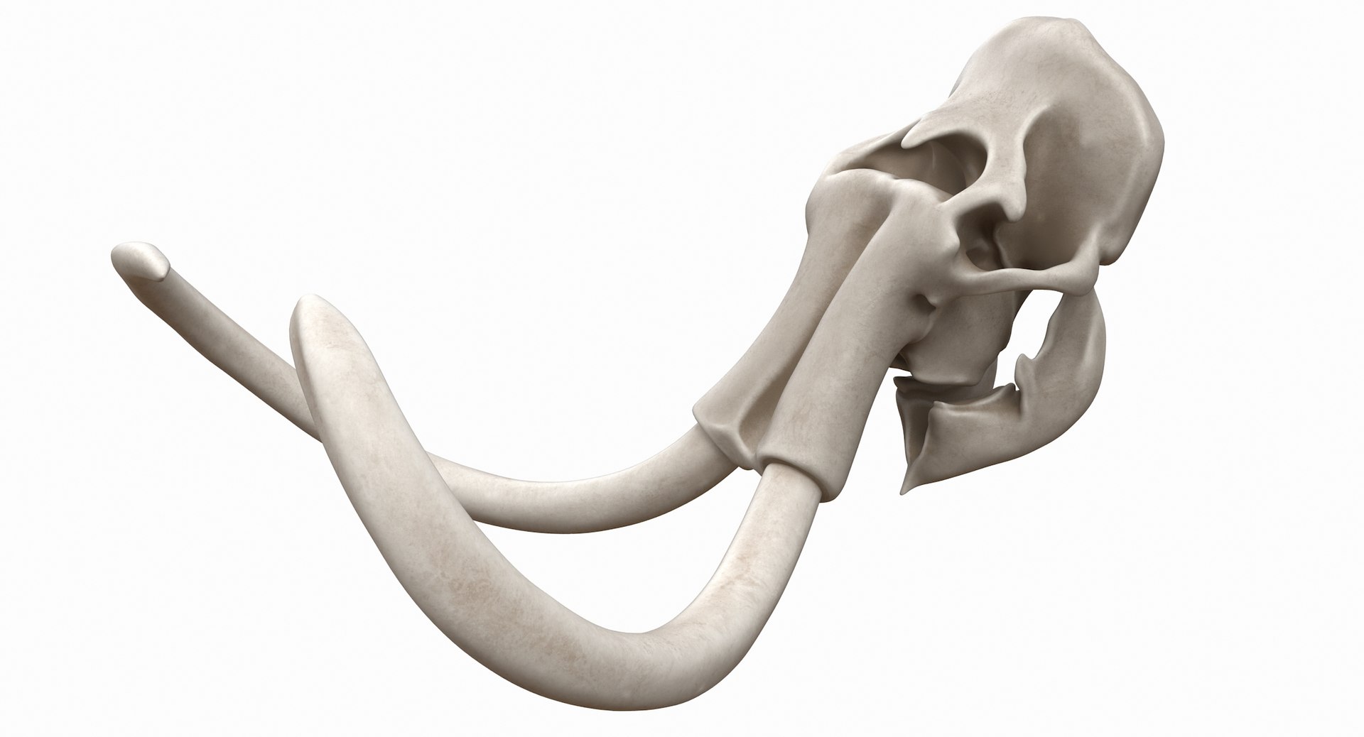 3D mammoth skull model https://p.turbosquid.com/ts-thumb/hy/7WiaXA/Mu6PH3G0/749_color0003/jpg/1599953282/1920x1080/fit_q87/774747a8a8130b6a3b9318e14415fadf4cf36582/749_color0003.jpg