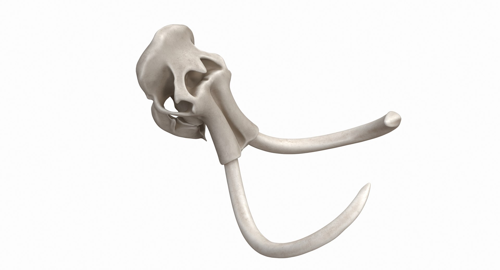 3D mammoth skull model https://p.turbosquid.com/ts-thumb/hy/7WiaXA/VXoMFKXC/749_color0008/jpg/1599953282/1920x1080/fit_q87/e50c095dda6c3b0522078d35a9236cdb54b61f3f/749_color0008.jpg