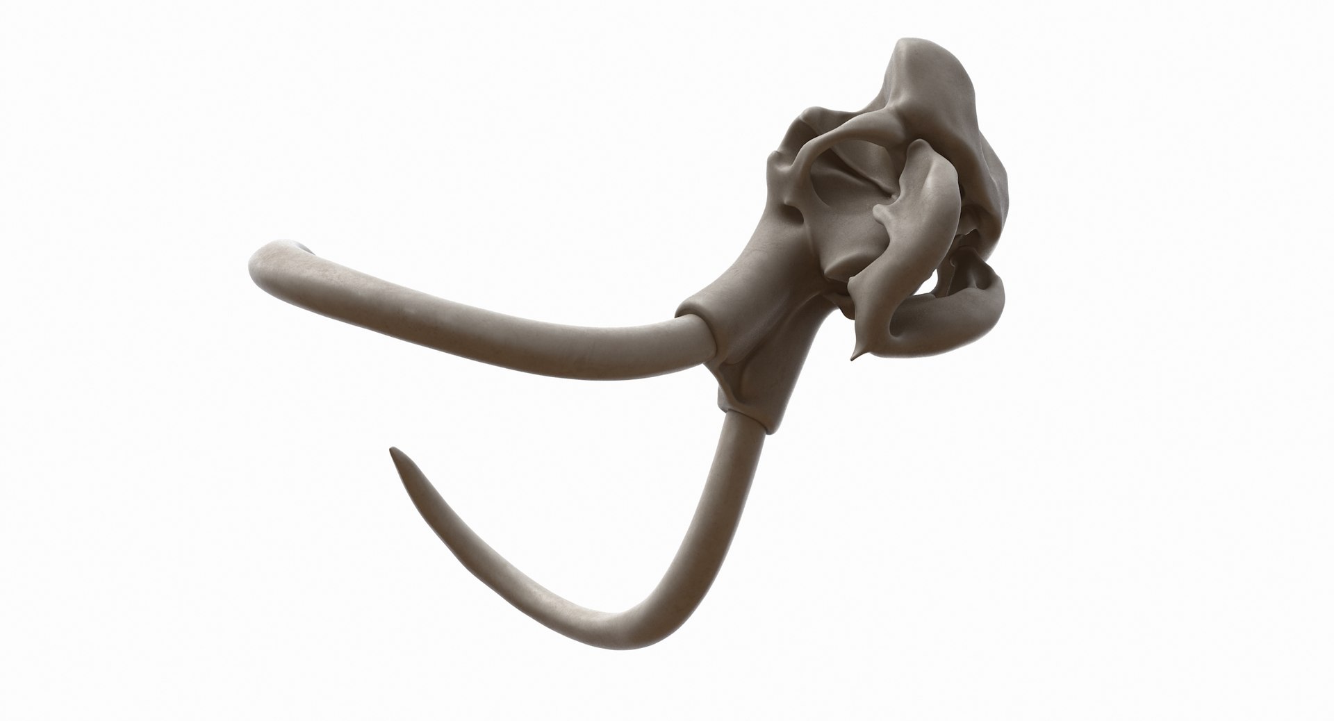 3D mammoth skull model https://p.turbosquid.com/ts-thumb/hy/7WiaXA/WvFvjntV/749_color0014/jpg/1599953283/1920x1080/fit_q87/87f72b979bacd084933f6f77f34bbf0f1511e2f4/749_color0014.jpg