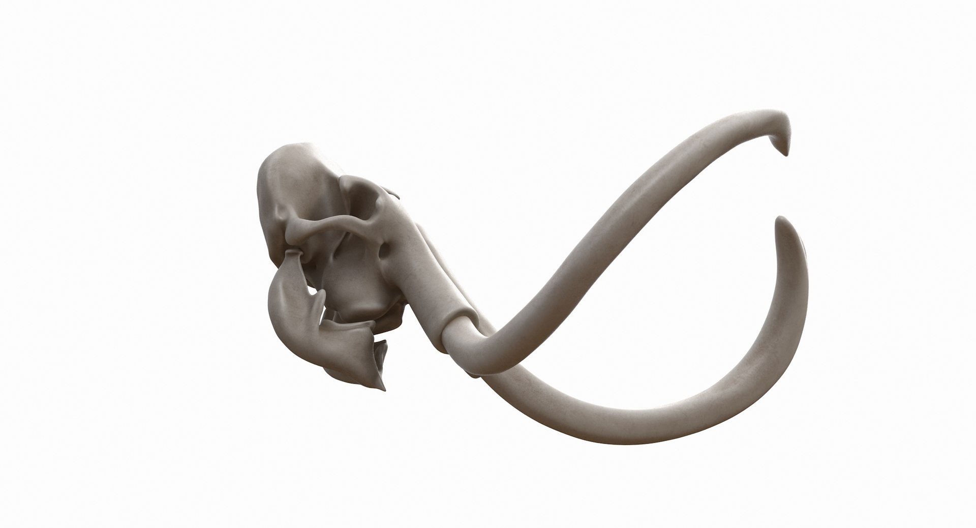 3D mammoth skull model https://p.turbosquid.com/ts-thumb/hy/7WiaXA/YWEcLX6v/749_color0013/jpg/1599953283/1920x1080/fit_q87/cb05451699d44c0e0942980e290a40e9993defe2/749_color0013.jpg
