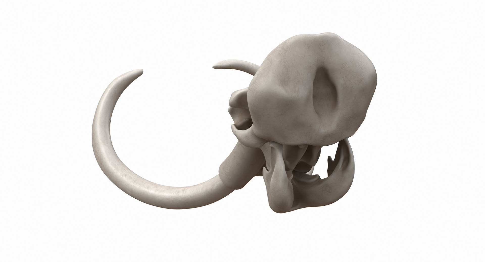 3D mammoth skull model https://p.turbosquid.com/ts-thumb/hy/7WiaXA/Yb2bU7zD/749_color0005/jpg/1599953282/1920x1080/fit_q87/15221bac31df80f5653c79d9b2833de007aa3d5c/749_color0005.jpg