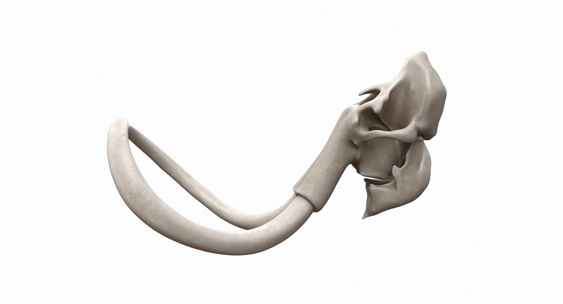 3D mammoth skull model https://p.turbosquid.com/ts-thumb/hy/7WiaXA/bFxNIz60/749_color0010/jpg/1599953283/1920x1080/fit_q87/b50e92a3aa2a979dbee1c04160422e279bcc4f06/749_color0010.jpg