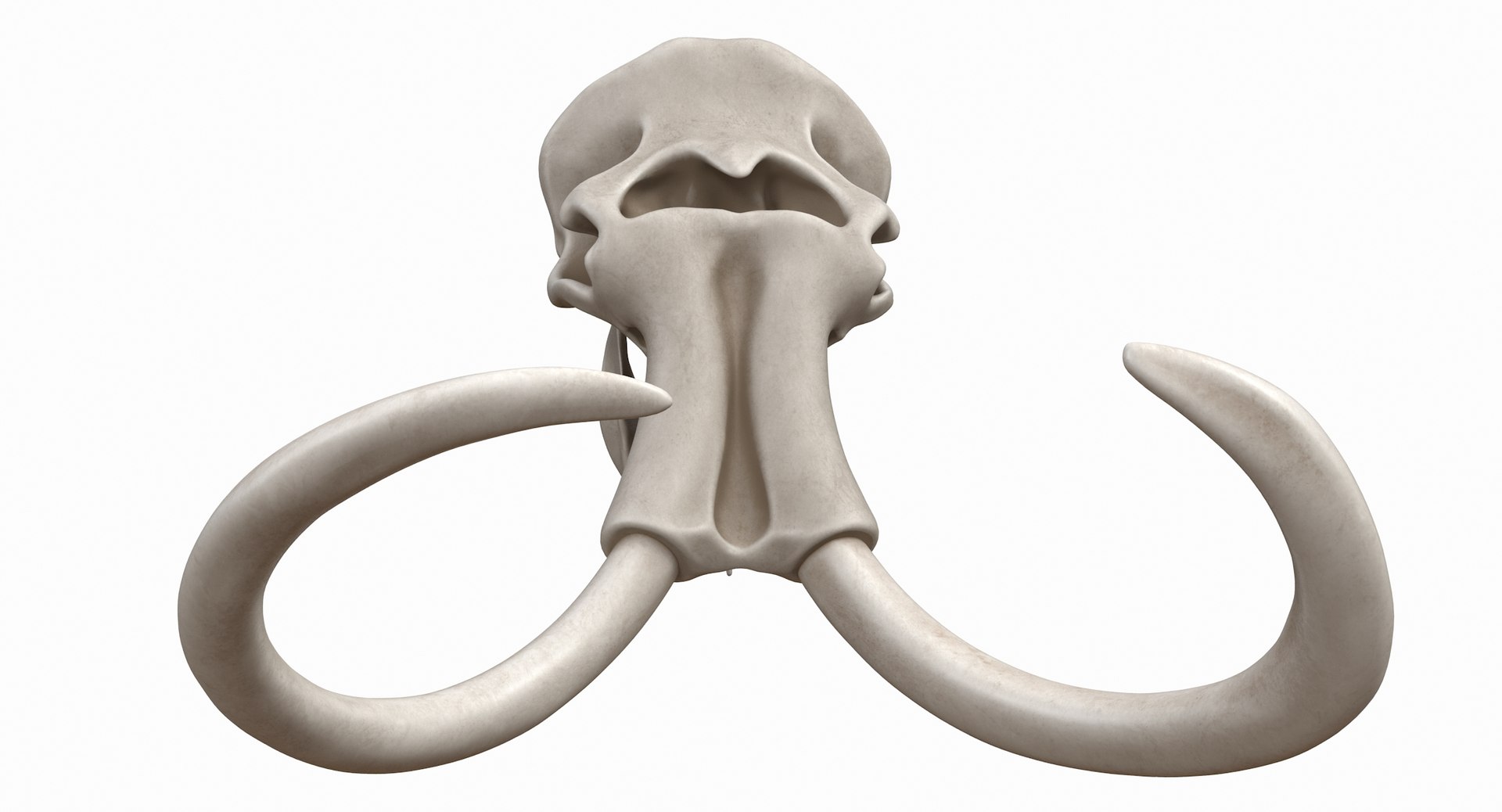 3D mammoth skull model https://p.turbosquid.com/ts-thumb/hy/7WiaXA/dDkws8vS/749_color0001/jpg/1599953281/1920x1080/fit_q87/0378bb20fd53fb37ee4817f3080403cc648dbc44/749_color0001.jpg