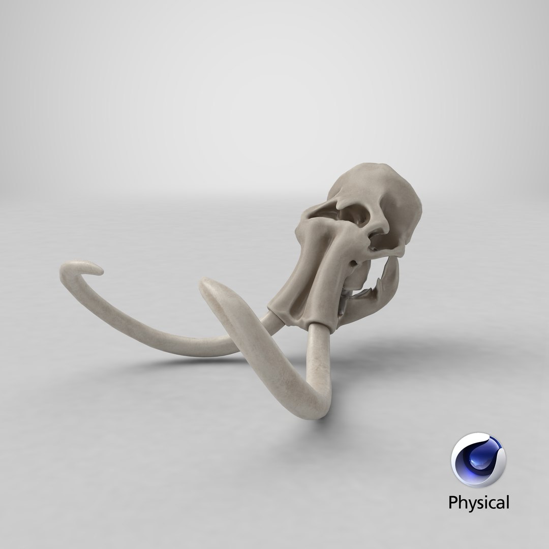 3D mammoth skull model https://p.turbosquid.com/ts-thumb/hy/7WiaXA/pKQml7mh/stemcell_cinema_4d_physical_render/png/1600208303/1920x1080/fit_q87/125ec036b293e574af7b2cdfb47f43850e82a346/stemcell_cinema_4d_physical_render.jpg