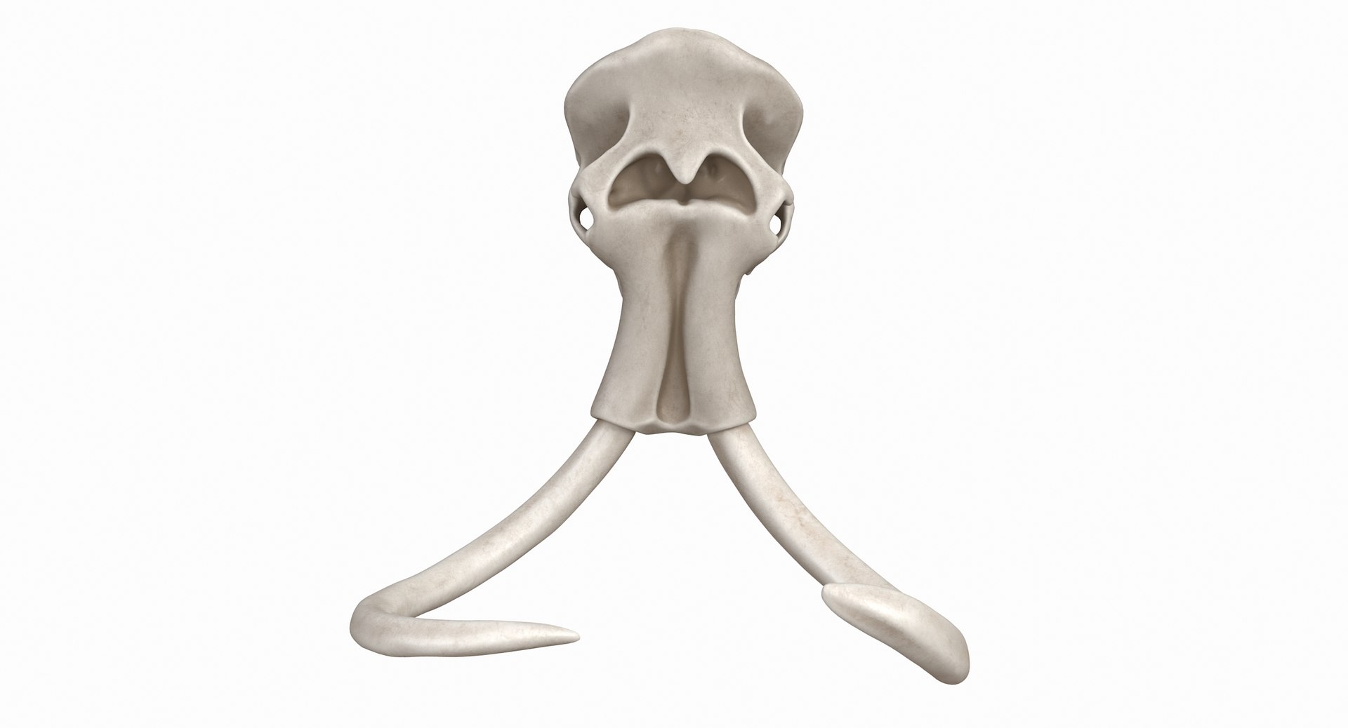 3D mammoth skull model https://p.turbosquid.com/ts-thumb/hy/7WiaXA/sNpxHeKH/749_color0009/jpg/1599953282/1920x1080/fit_q87/5539c2650654c59e87e815d8a3d46fccfa9cee6c/749_color0009.jpg