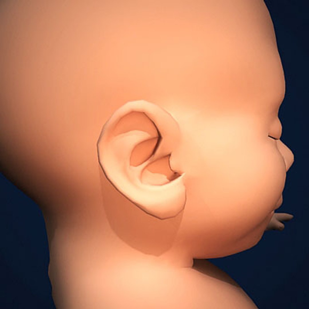 fetus embryo development 3d model https://p.turbosquid.com/ts-thumb/hy/7nztLG/3JnFcjwc/humanembyoc07/jpg/1259582471/1920x1080/fit_q87/0ea16a87c519304ff1724e17c4934806807e699c/humanembyoc07.jpg