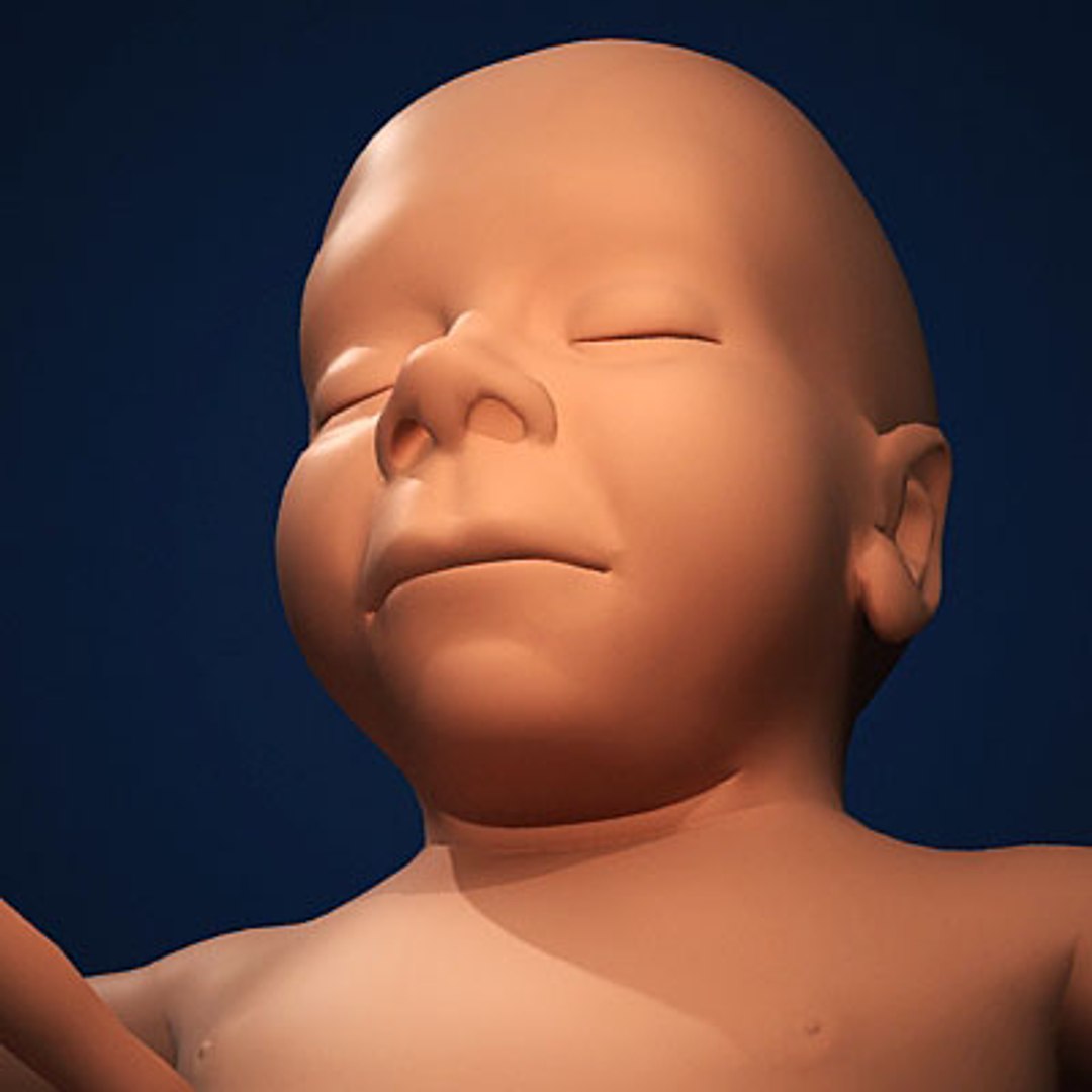 fetus embryo development 3d model https://p.turbosquid.com/ts-thumb/hy/7nztLG/BjCnvyzZ/humanembyoc08/jpg/1259582479/1920x1080/fit_q87/32cde00bb7c3b888d1d6cbefc312c7e9a1af8844/humanembyoc08.jpg