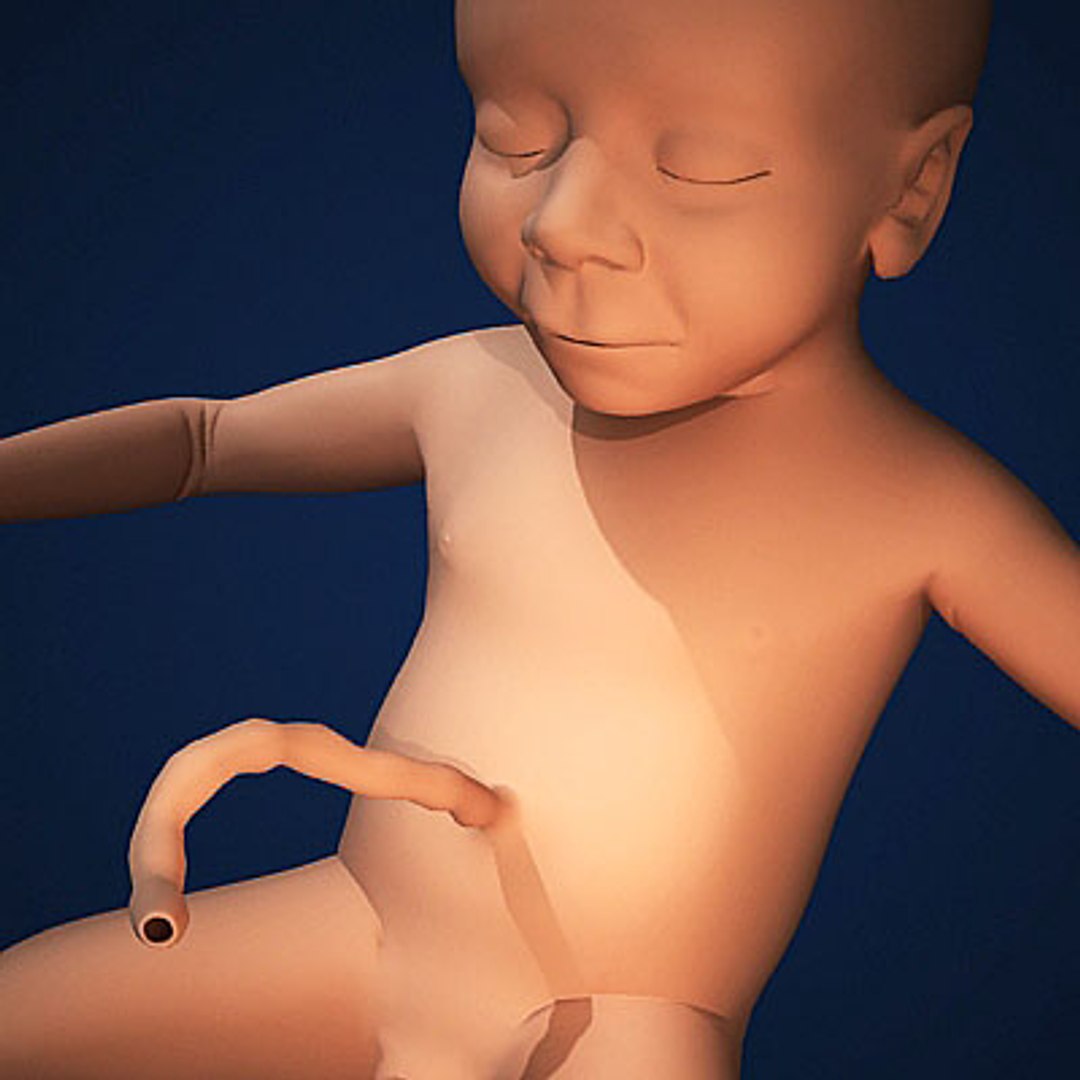 fetus embryo development 3d model https://p.turbosquid.com/ts-thumb/hy/7nztLG/Rbu6ZG05/humanembyoc03/jpg/1259582378/1920x1080/fit_q87/ae4cae9e07d33696c7cb160c63ca896cadcbbcb5/humanembyoc03.jpg