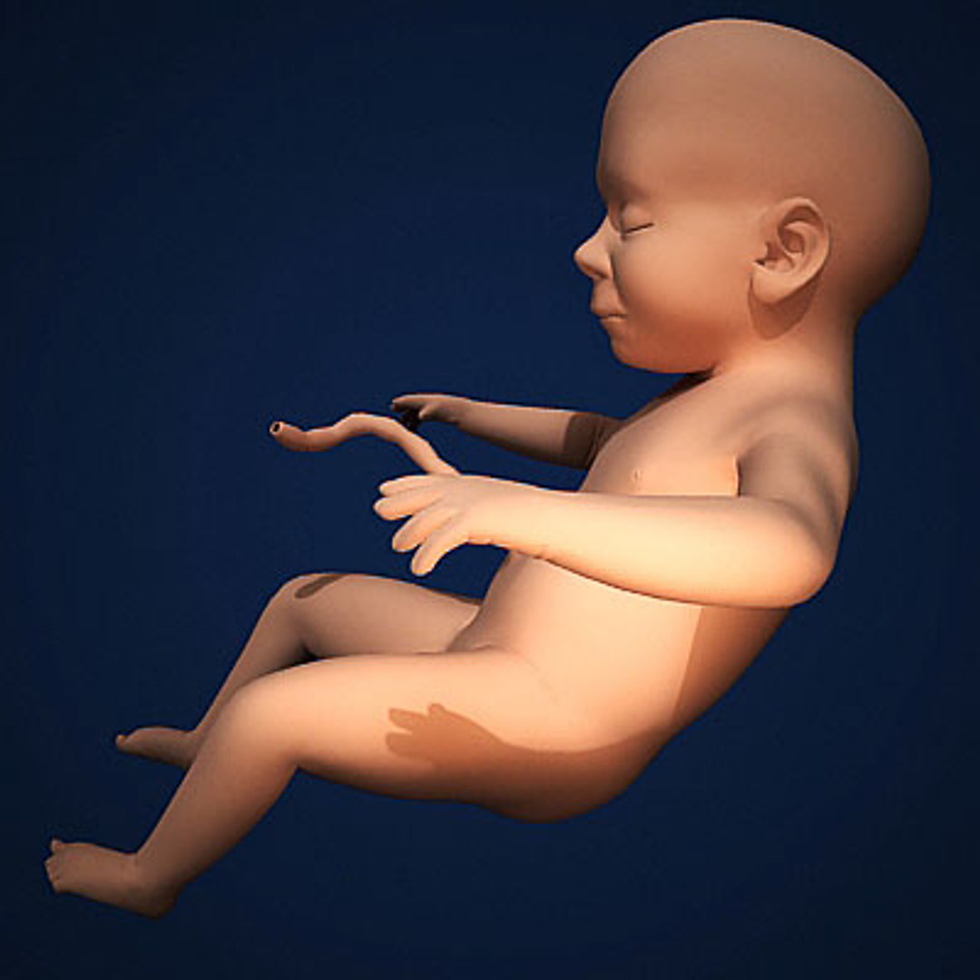 fetus embryo development 3d model https://p.turbosquid.com/ts-thumb/hy/7nztLG/eYgidMlU/humanembyoc05/jpg/1259582386/1920x1080/fit_q87/e9999c4ee095c959f86133806f222d64e9febf48/humanembyoc05.jpg