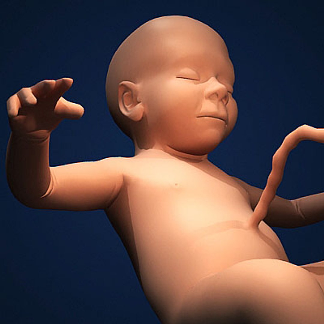 fetus embryo development 3d model https://p.turbosquid.com/ts-thumb/hy/7nztLG/hp1HkQQf/humanembyoc02/jpg/1259582374/1920x1080/fit_q87/d5f120ab30fc1dbdfefe9391a8637408c2855eb9/humanembyoc02.jpg