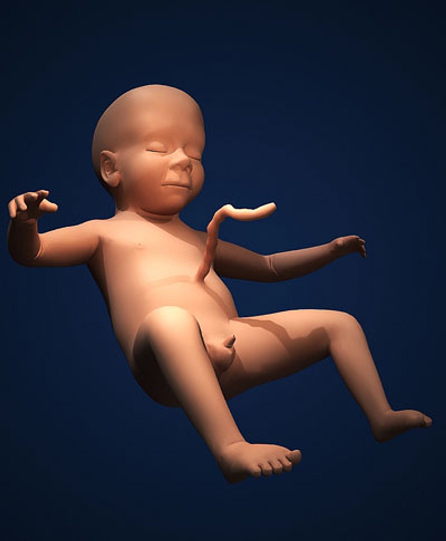 fetus embryo development 3d model https://p.turbosquid.com/ts-thumb/hy/7nztLG/winu9TsX/humanembyoc01/jpg/1259582369/1920x1080/fit_q87/2222fbe147efd699fc86aeecdcd71ec97377be90/humanembyoc01.jpg