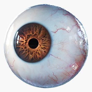 3D human eye rigged eyeball model