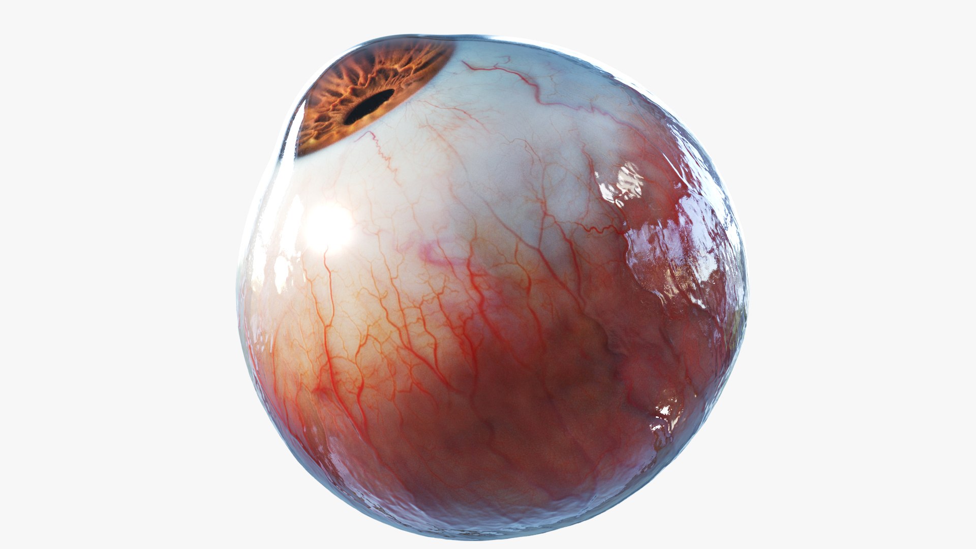 3D human eye rigged eyeball model https://p.turbosquid.com/ts-thumb/hy/Dx15jS/VJ4dTIdq/img_0003/jpg/1606754951/1920x1080/fit_q87/b998dfa4bf361deeb9410deea2048235be65d053/img_0003.jpg